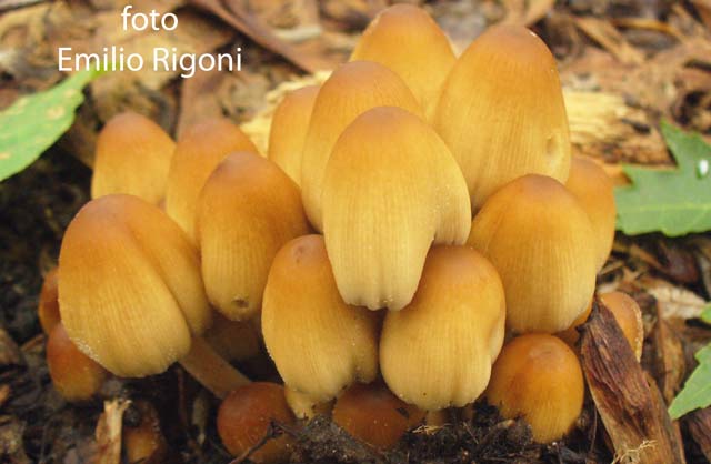 Coprinus micaceus