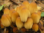 Coprinus micaceus