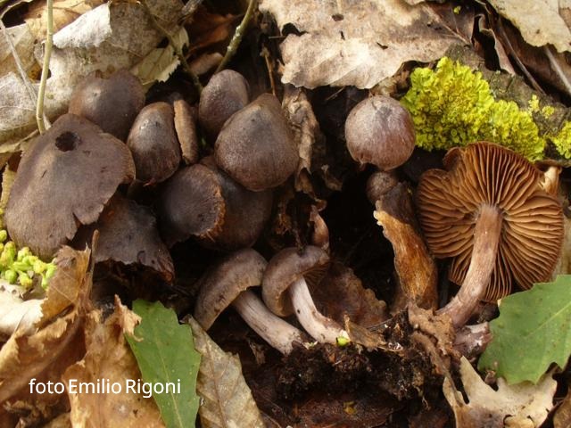 Agaricus_cupreobrunneus_2