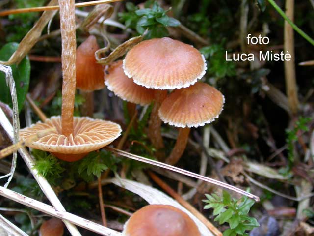 Cortinarius acutus