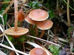 Cortinarius acutus