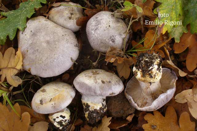 Cortinarius aurantobasalis