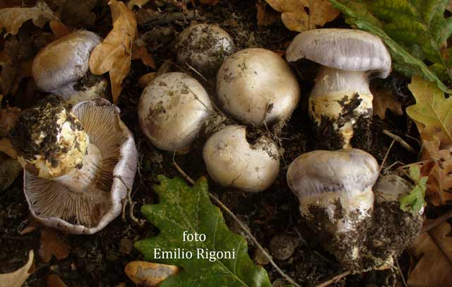 Cortinarius aurantobasalis