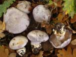 Cortinarius aurantobasalis 