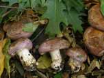 Cortinarius balteatocumatilis