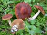 Cortinarius privignus