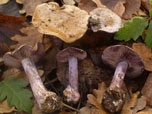 Cortinarius purpurascens