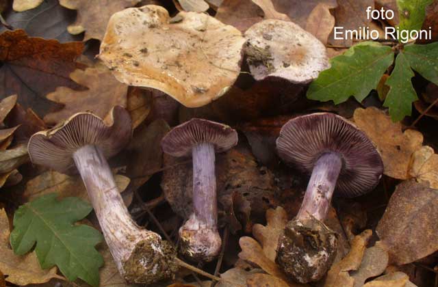 Cortinarius purpurascens