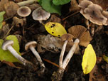 Cortinarius sertipes