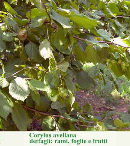 Corylus avellana