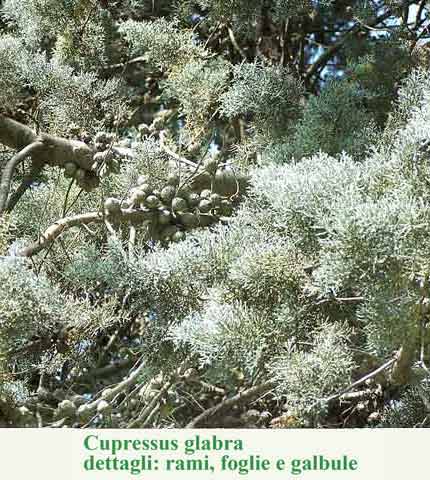 Cupressus glabra