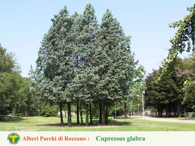 Cupressus glabra