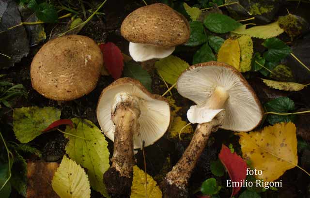 Echinoderma asperum