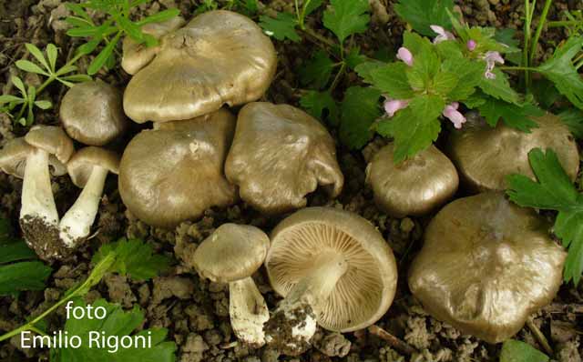 Entoloma clypeatum