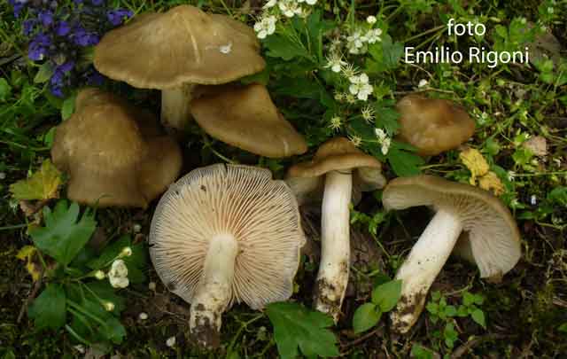Entoloma clypeatum