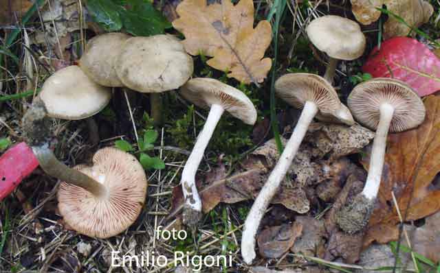 Entoloma rodopolium