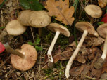 Entoloma rhodopolium