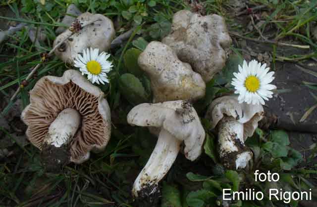 Entoloma saundersii