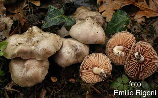 Entoloma saundersii
