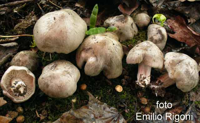Entoloma saundersii