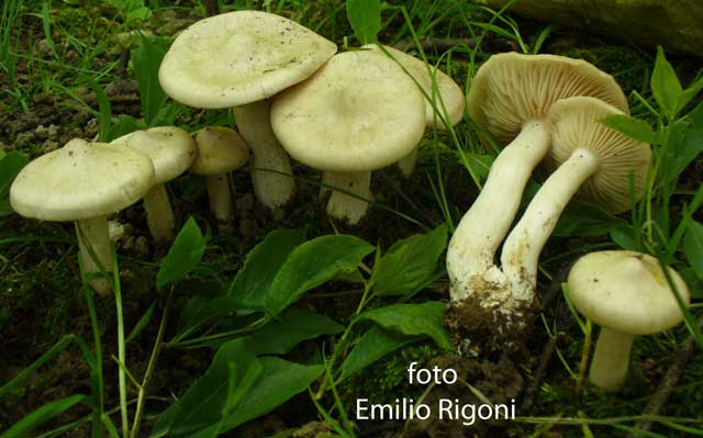 Entoloma sepium