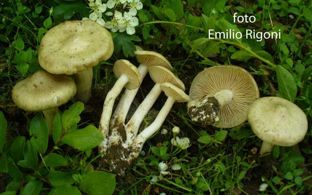 Entoloma sepium