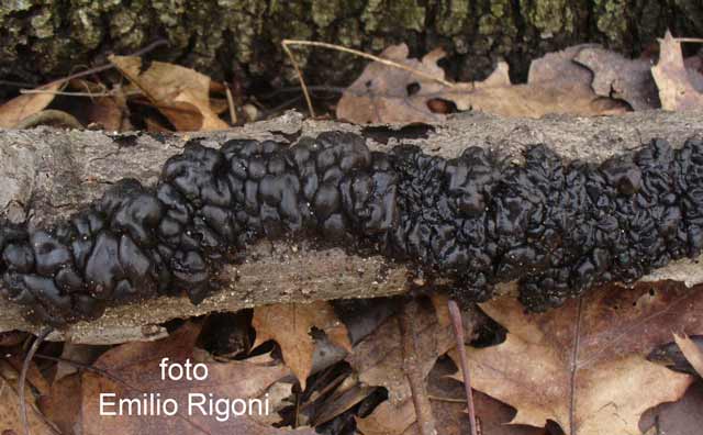 Exidia glandulosa