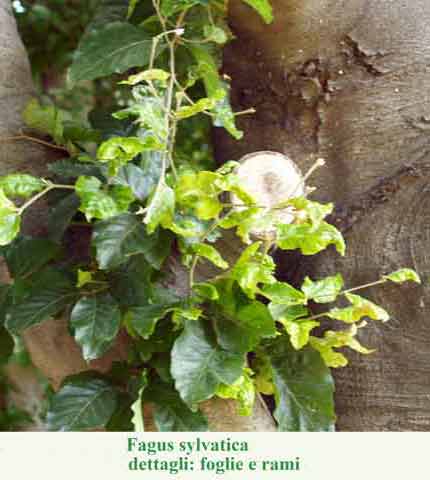 Fagus sylvatica