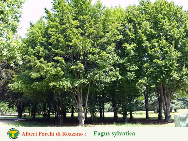 Fagus sylvatica