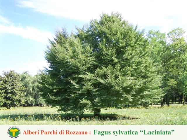 Fagus sylvatica laciniata