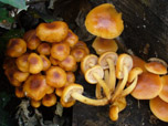 Flammulina velutipes 