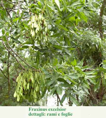 Fraxinus excelsior