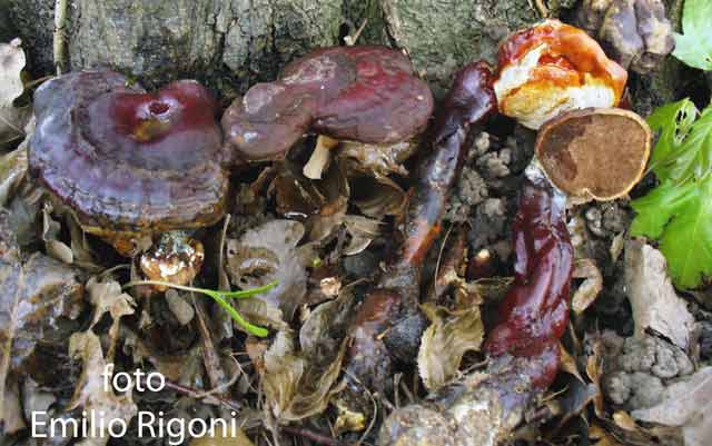 Ganoderma lucidum