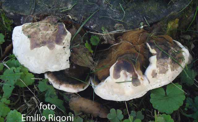 Ganoderma resinaceum