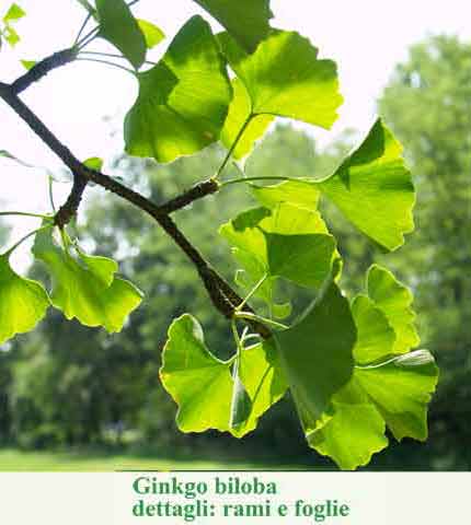 Ginkgo biloba
