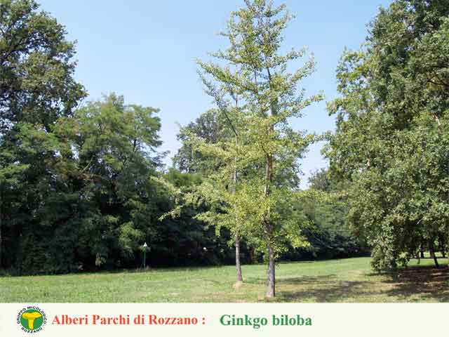 Ginkgo biloba