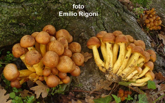 Gymnopilus spectabilis