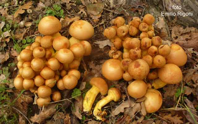 Gymnopilus spectabilis