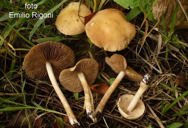 Hebeloma sacchariolens