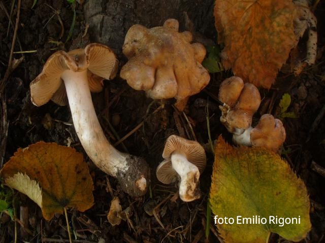 Hebeloma_theobrominum