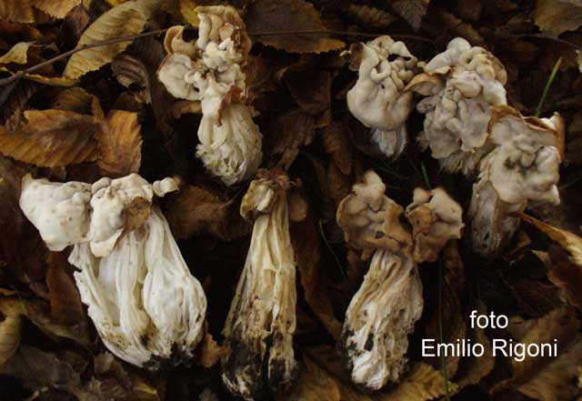 helvella crispa