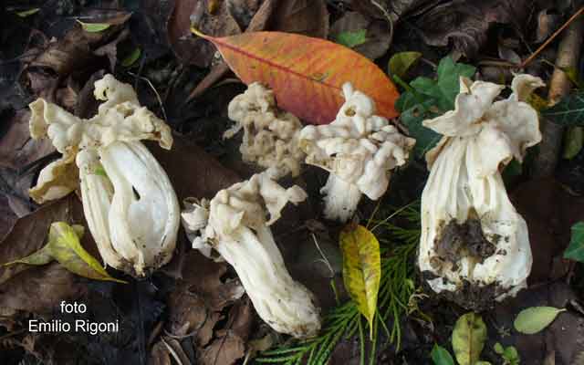 Helvella crispa