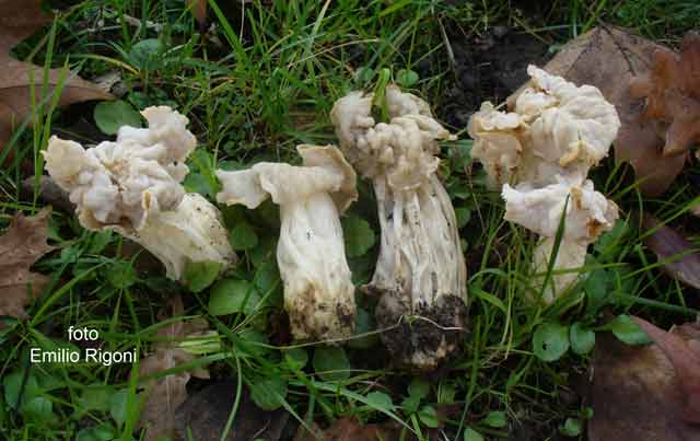 Helvella crispa