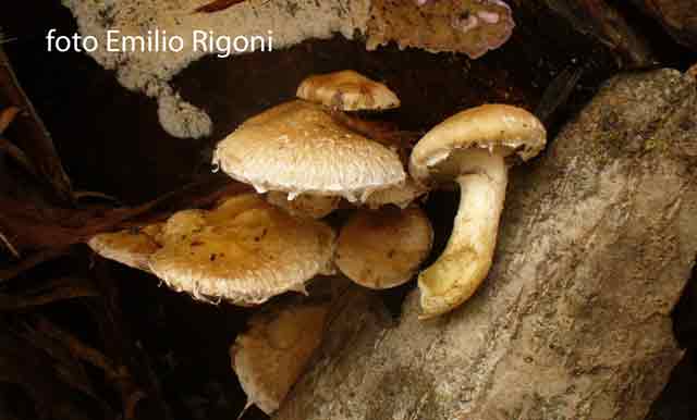 hemipholiota populnea