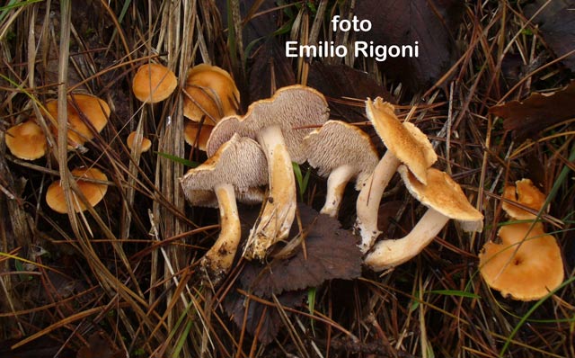 Hydnum rufescens