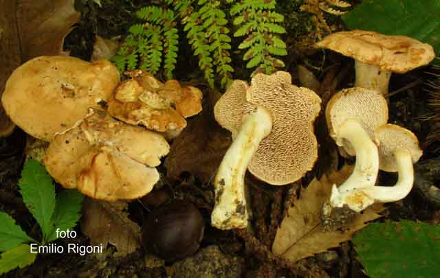 Hydnum rufescens