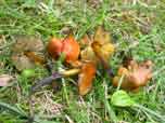 Hygrocybe pseudoconica