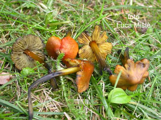 Hygrocybe pseudoconica