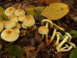 Hypholoma fasciculare