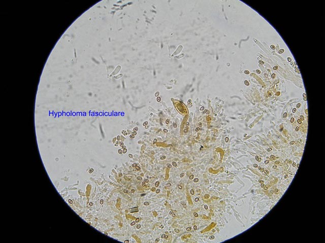 Hypoloma fasciculare